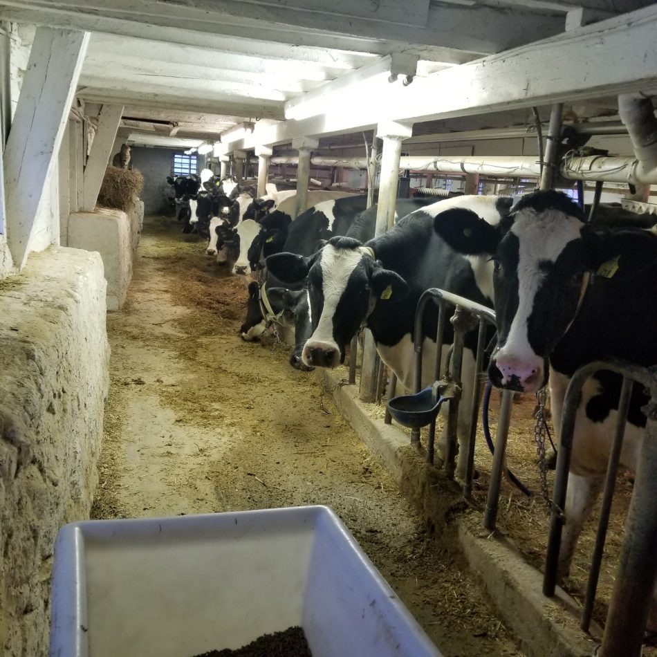 mason dixon dairy farm tours
